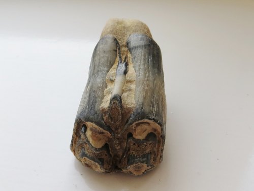 A resized image of MAS-100008; Northumberland; Mammal Remains; Image 3 of 4